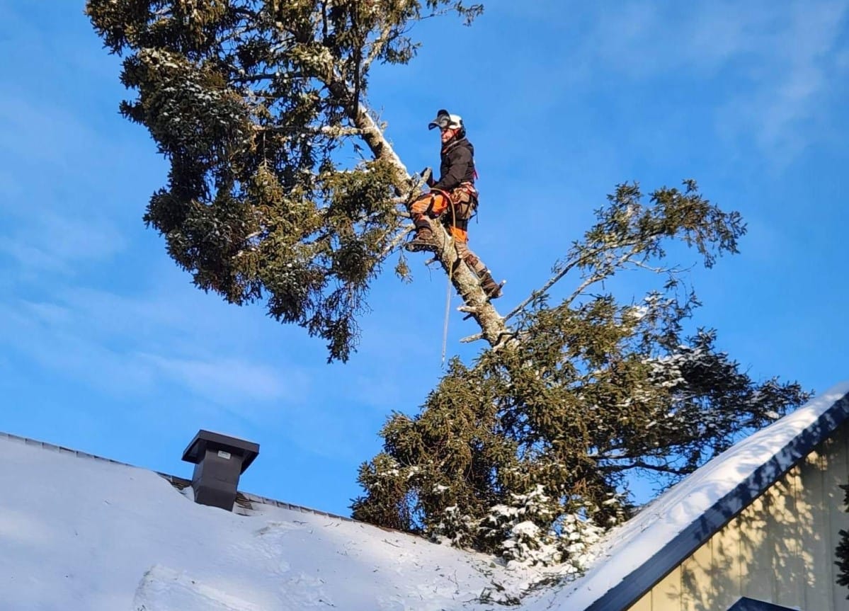 Abattage d’arbre Québec