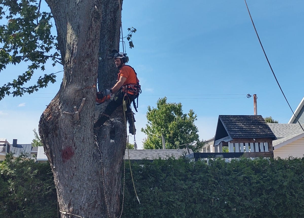 Abattage d’arbre Québec