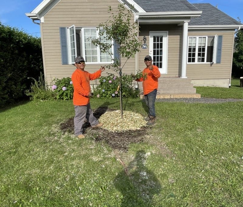 Plantation arbre Québec