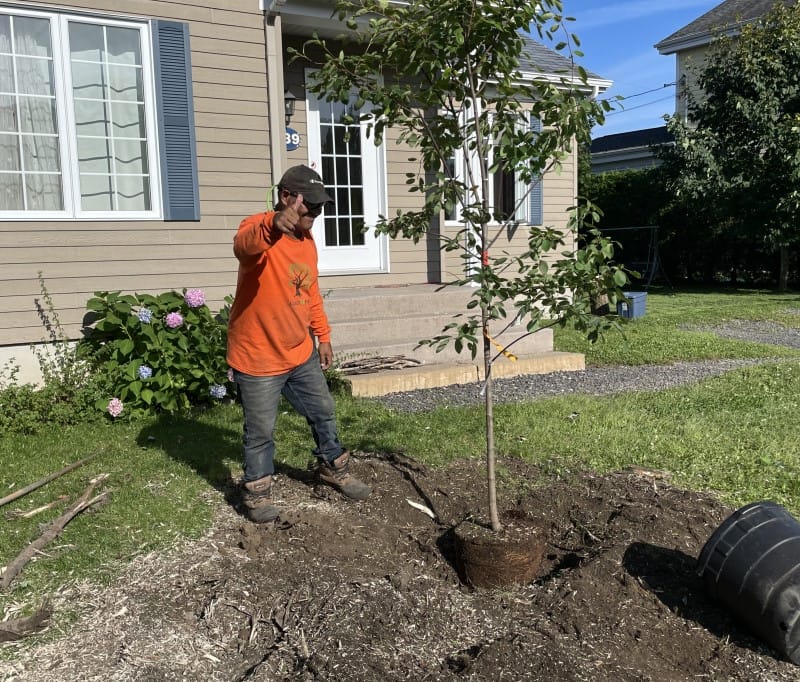 Plantation arbre Québec