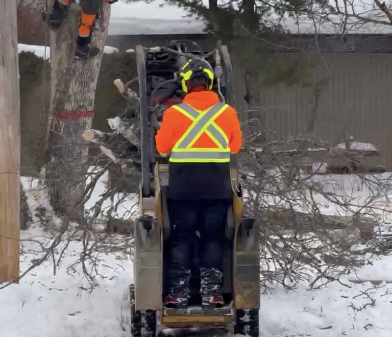 Abattage d arbre Saint-Romuald