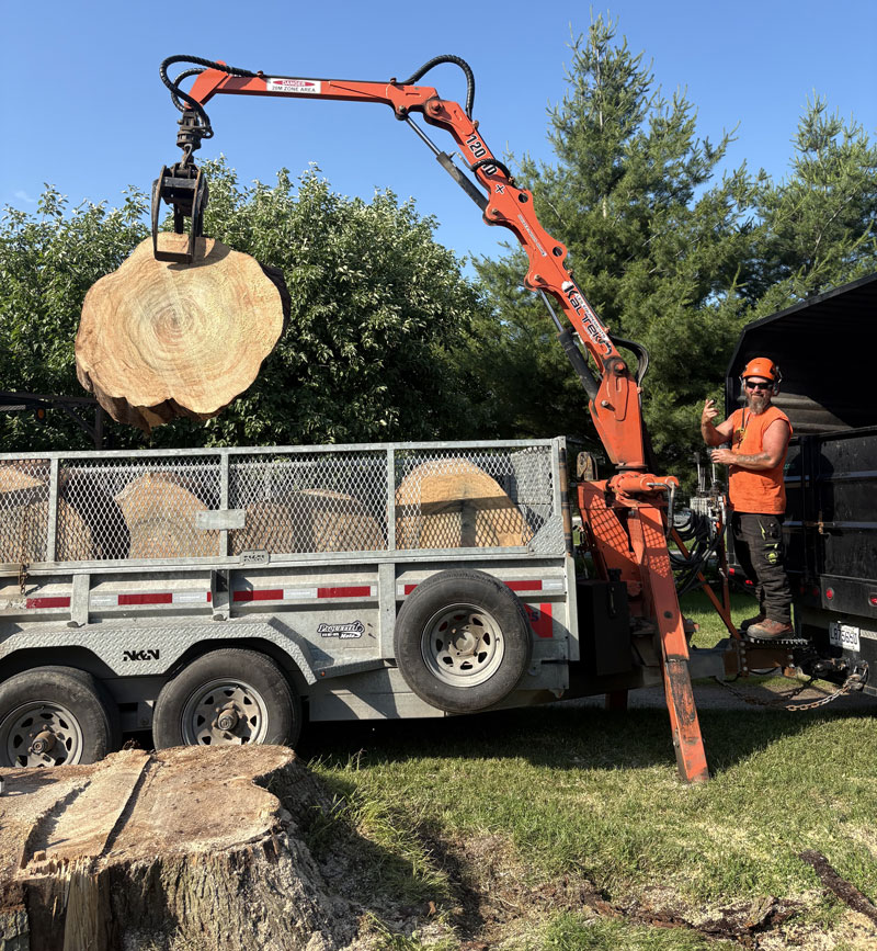 Abattage d arbre Vanier