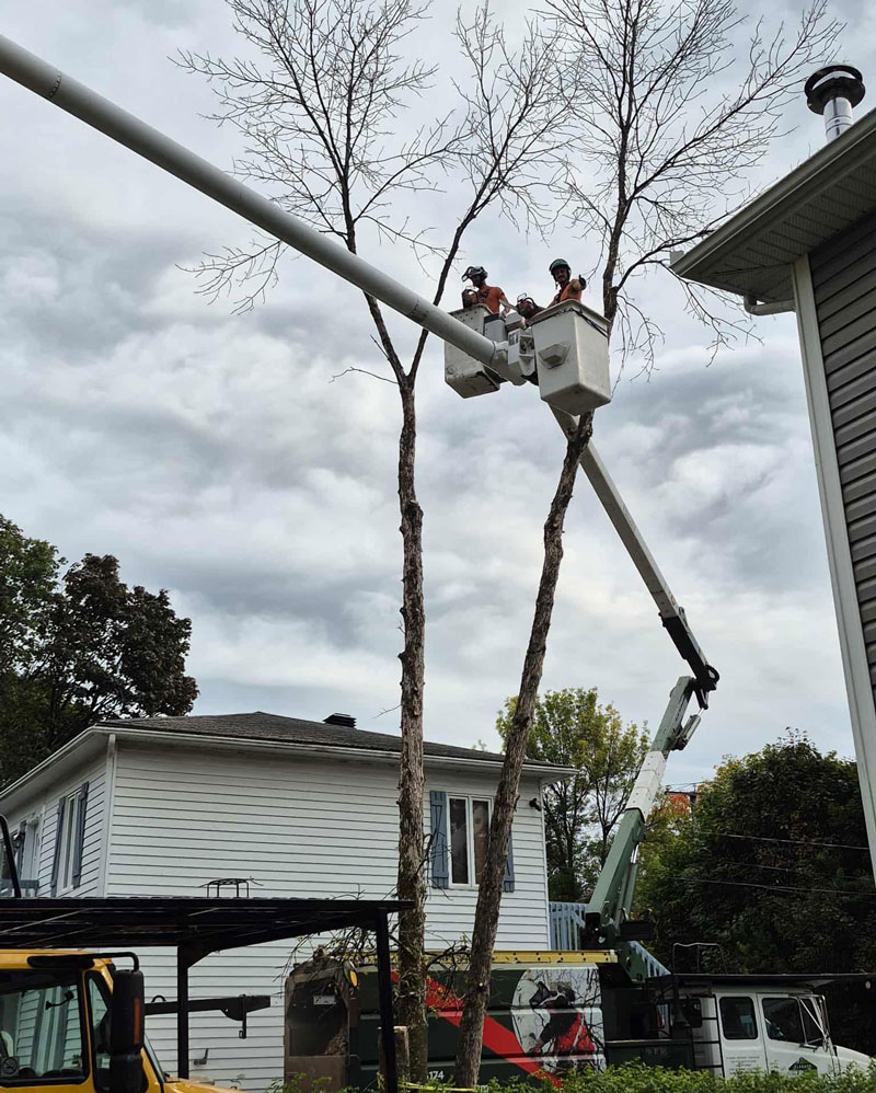 Abattage d arbre Pointe-de-Sainte-Foy